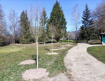 Miniatura CUIDADO Y MANTENIMIENTO DE LA MASA FORESTAL
