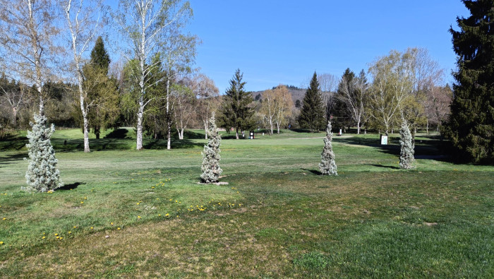 Cupressu arizonica (hoyo 6)